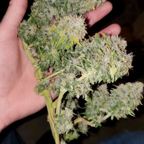 #1 growlog timeline photo