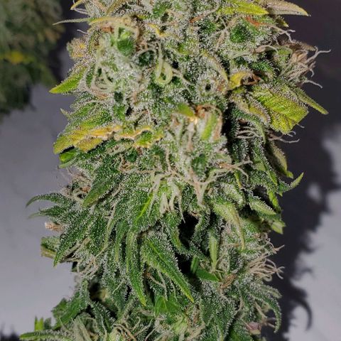 #1 growlog timeline photo