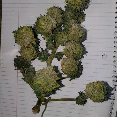 #1 growlog timeline photo