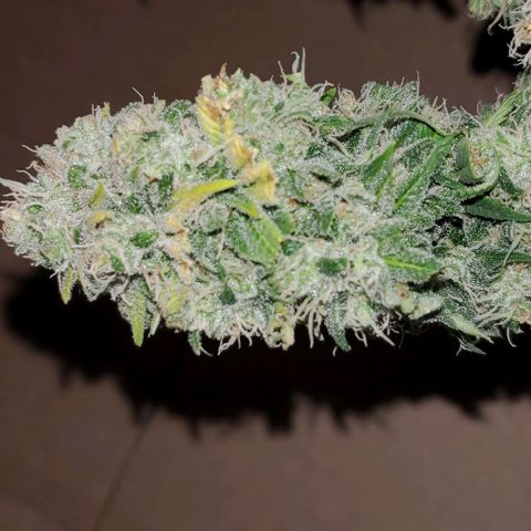 #1 growlog timeline photo