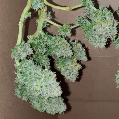 #1 growlog timeline photo