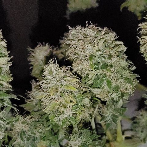 #1 growlog timeline photo