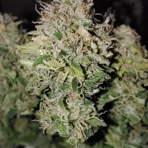 #1 growlog timeline photo