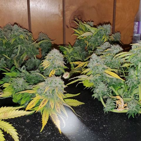 #1 growlog timeline photo