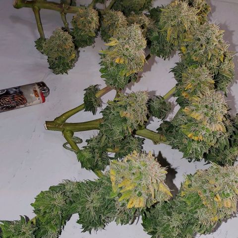 #1 growlog timeline photo