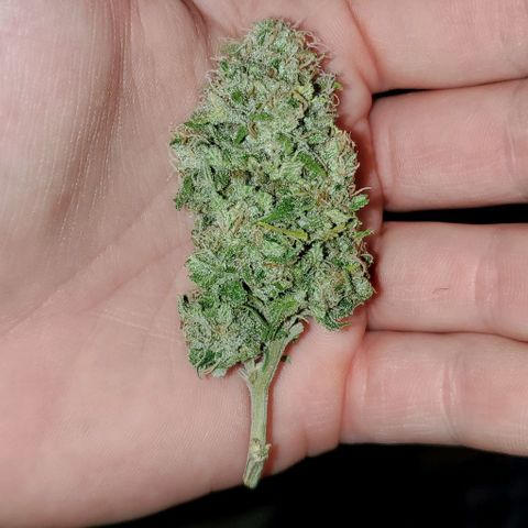 #2 growlog timeline photo