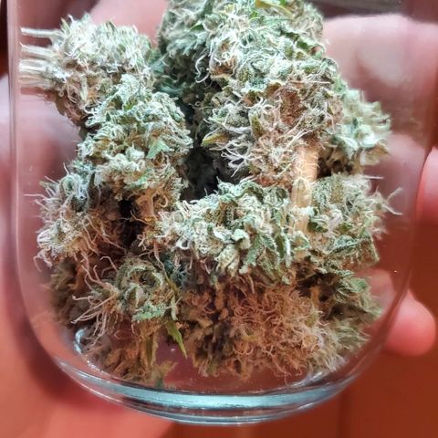 #2 growlog timeline photo