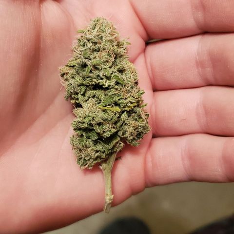 #2 growlog timeline photo