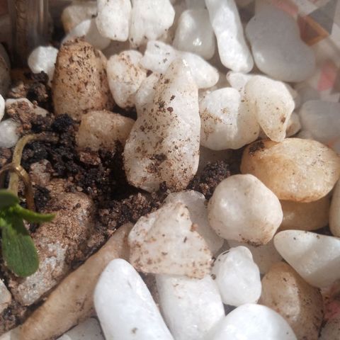 Genética desconhecida growlog photo: Mais uma amarra prçara não crescer tanto