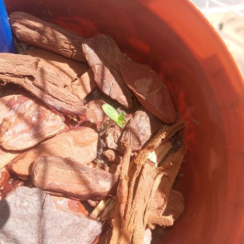 Genética desconhecida growlog photo: Segunda germinação..trasferencia para outro recipiente feita hoje