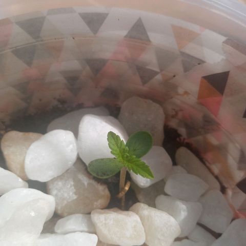 Genética desconhecida growlog photo: Antes de fazer a amarra