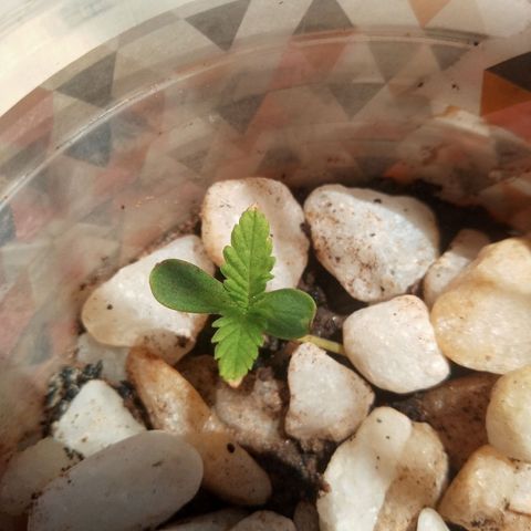Genética desconhecida growlog timeline photo