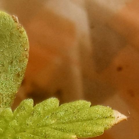 Genética desconhecida growlog timeline photo