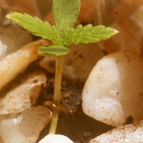 Genética desconhecida growlog timeline photo