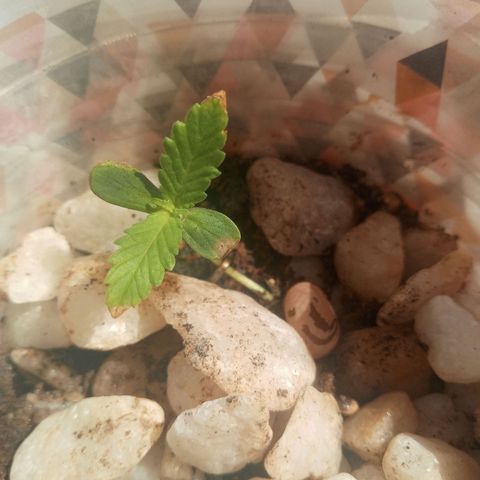 Genética desconhecida growlog timeline photo