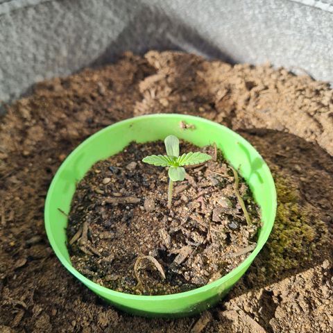 Wonka Bars growlog timeline photo