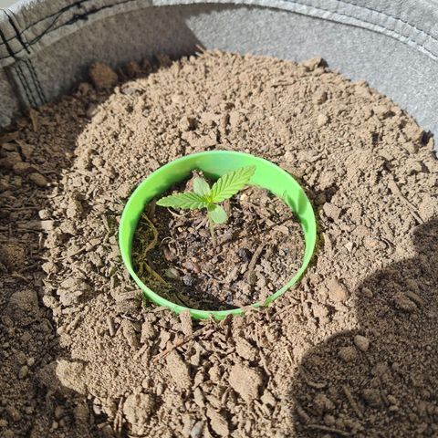 Wonka Bars growlog timeline photo