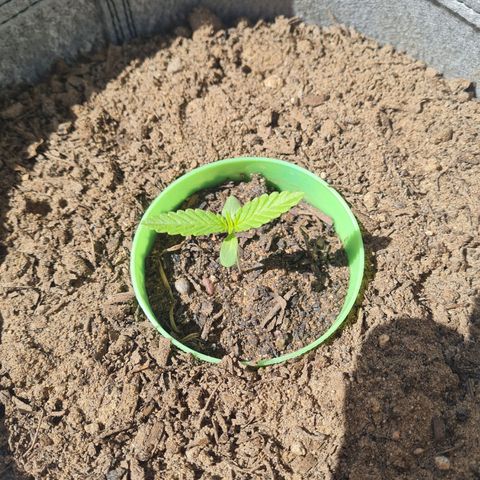 Wonka Bars growlog timeline photo