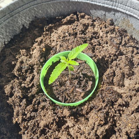 Wonka Bars growlog timeline photo