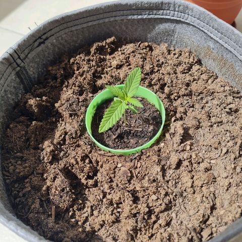 Wonka Bars growlog timeline photo