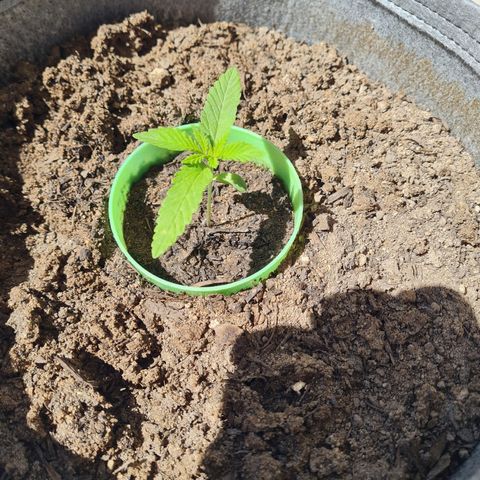 Wonka Bars growlog timeline photo