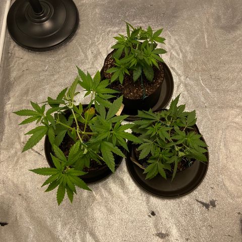 Gorilla Glue/Maui Wowie  2/22 growlog timeline photo