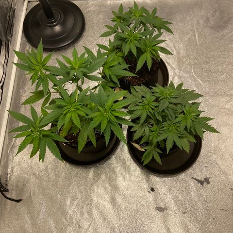 Gorilla Glue/Maui Wowie  2/22 growlog timeline photo