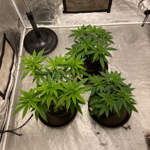 Gorilla Glue/Maui Wowie  2/22 growlog timeline photo