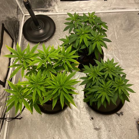 Gorilla Glue/Maui Wowie  2/22 growlog timeline photo