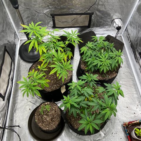 Gorilla Glue/Maui Wowie  2/22 growlog timeline photo
