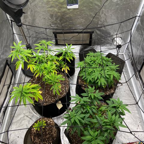 Gorilla Glue/Maui Wowie  2/22 growlog timeline photo