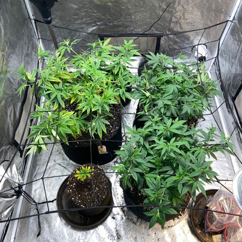Gorilla Glue/Maui Wowie  2/22 growlog timeline photo
