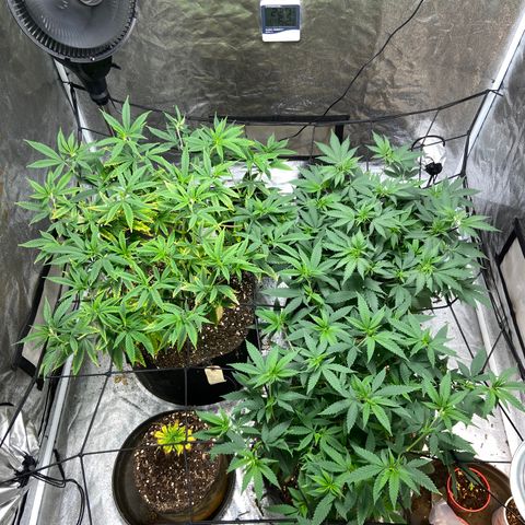 Gorilla Glue/Maui Wowie  2/22 growlog timeline photo
