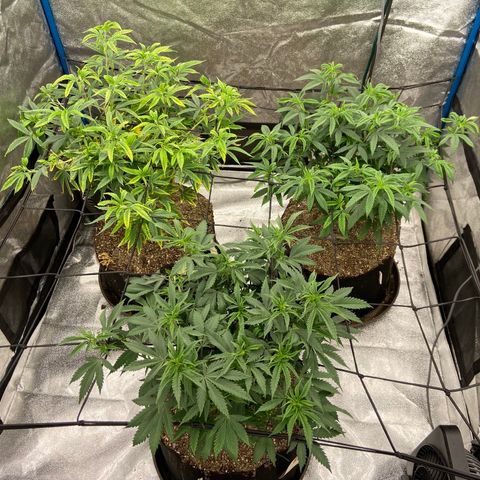 Gorilla Glue/Maui Wowie  2/22 growlog timeline photo