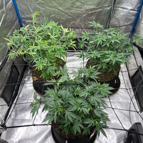 Gorilla Glue/Maui Wowie  2/22 growlog timeline photo