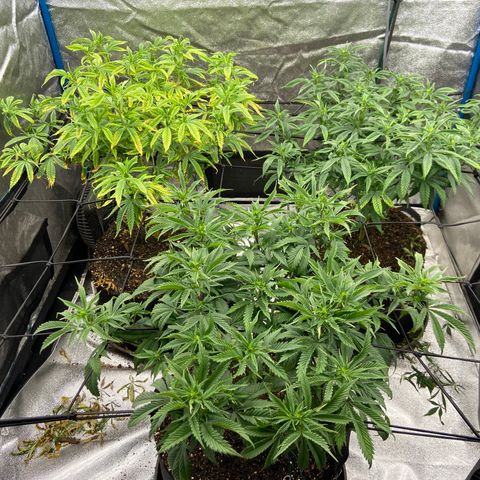 Gorilla Glue/Maui Wowie  2/22 growlog timeline photo