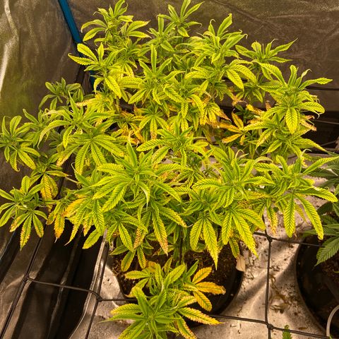 Gorilla Glue/Maui Wowie  2/22 growlog timeline photo