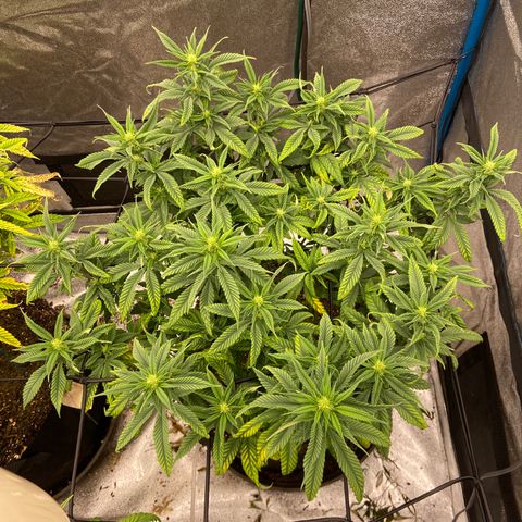 Gorilla Glue/Maui Wowie  2/22 growlog timeline photo