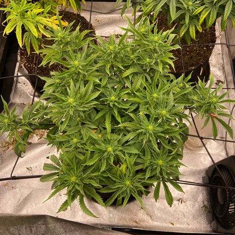 Gorilla Glue/Maui Wowie  2/22 growlog timeline photo