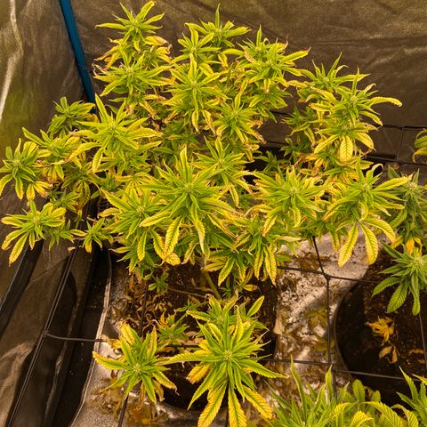 Gorilla Glue/Maui Wowie  2/22 growlog timeline photo