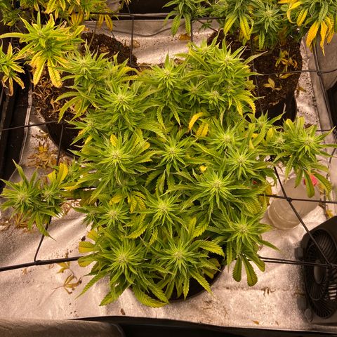 Gorilla Glue/Maui Wowie  2/22 growlog timeline photo