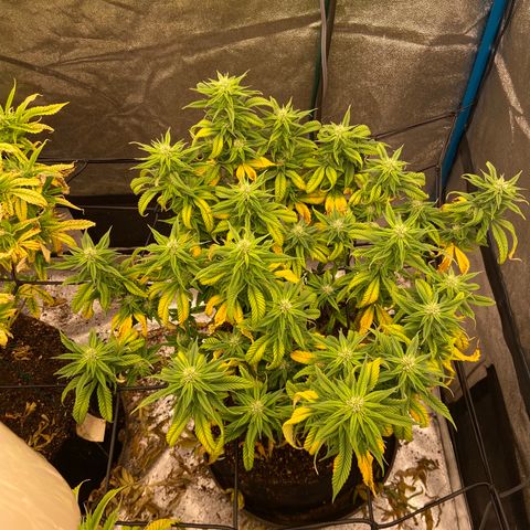 Gorilla Glue/Maui Wowie  2/22 growlog timeline photo