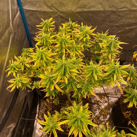 Gorilla Glue/Maui Wowie  2/22 growlog photo: Mg deficiency presents today- as shown by leaf taco and signs of potassium  deficiency 