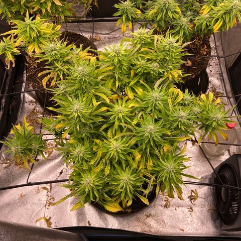 Gorilla Glue/Maui Wowie  2/22 growlog photo: Mg deficiency presents today- as shown by leaf taco and signs of potassium  deficiency 
