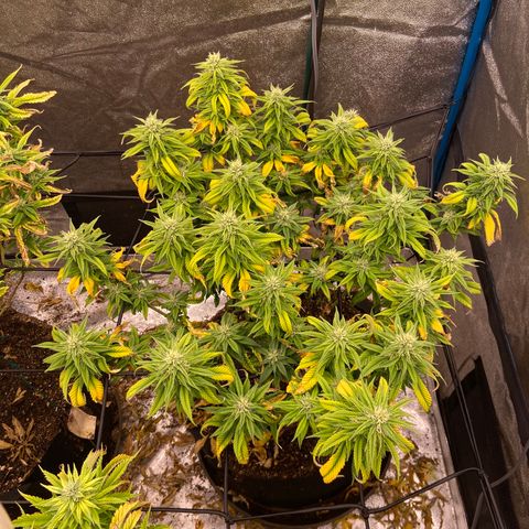 Gorilla Glue/Maui Wowie  2/22 growlog photo: Mg deficiency presents today- as shown by leaf taco and signs of potassium  deficiency 