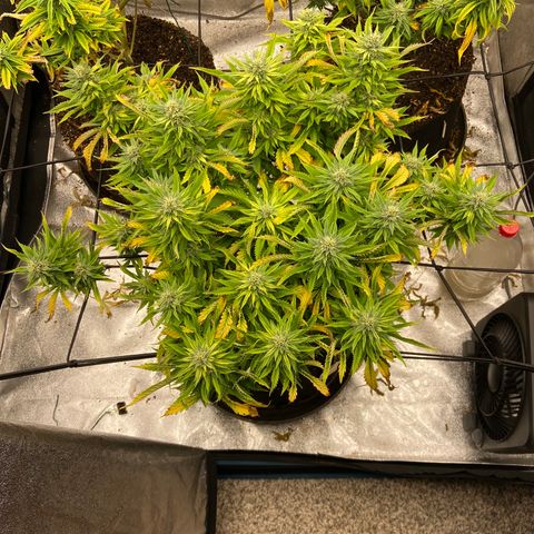 Gorilla Glue/Maui Wowie  2/22 growlog timeline photo