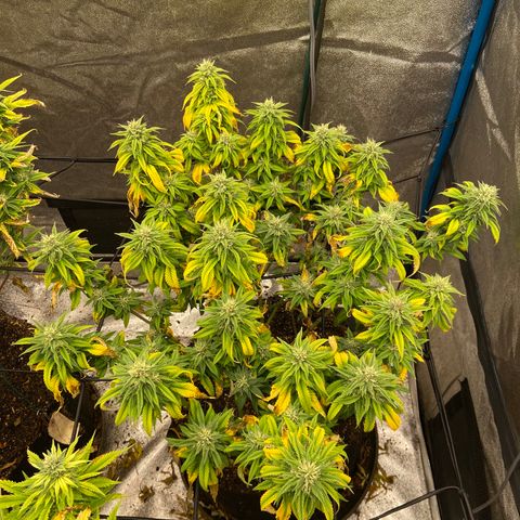 Gorilla Glue/Maui Wowie  2/22 growlog timeline photo
