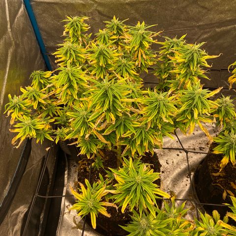Gorilla Glue/Maui Wowie  2/22 growlog timeline photo
