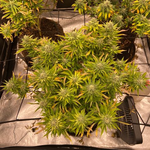 Gorilla Glue/Maui Wowie  2/22 growlog timeline photo