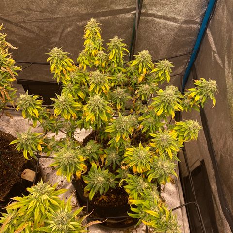 Gorilla Glue/Maui Wowie  2/22 growlog timeline photo